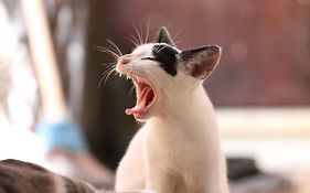 猫と断食の宿 Cat Inn Neko