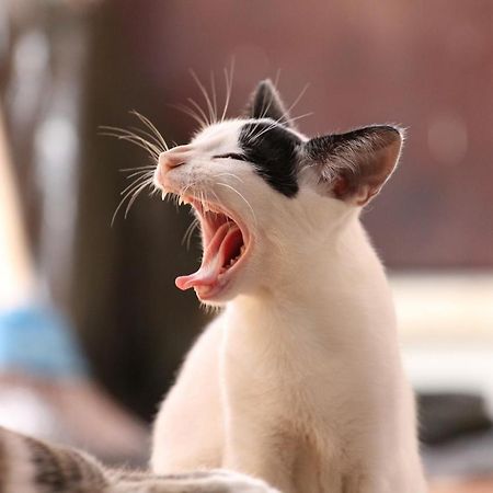 猫と断食の宿 Cat Inn Neko 国東市 エクステリア 写真