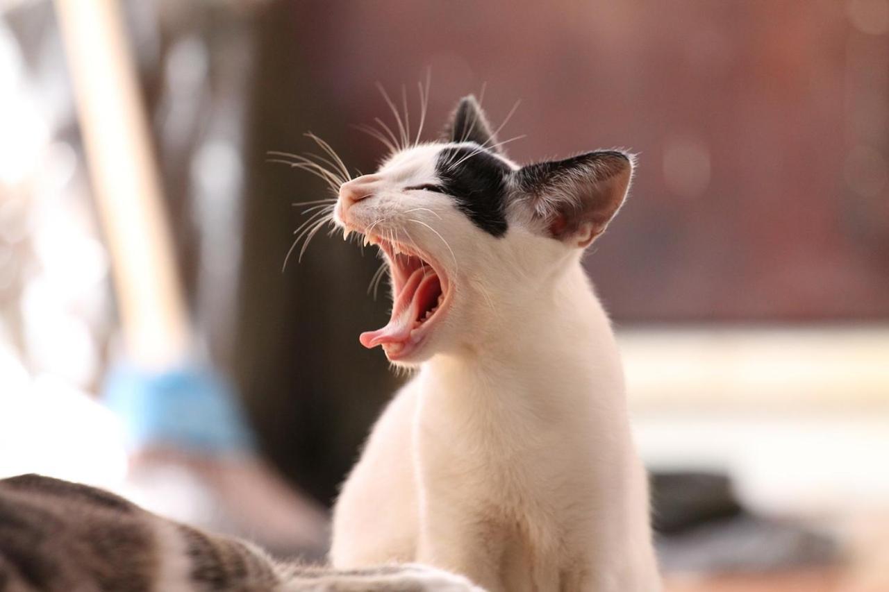 猫と断食の宿 Cat Inn Neko 国東市 エクステリア 写真